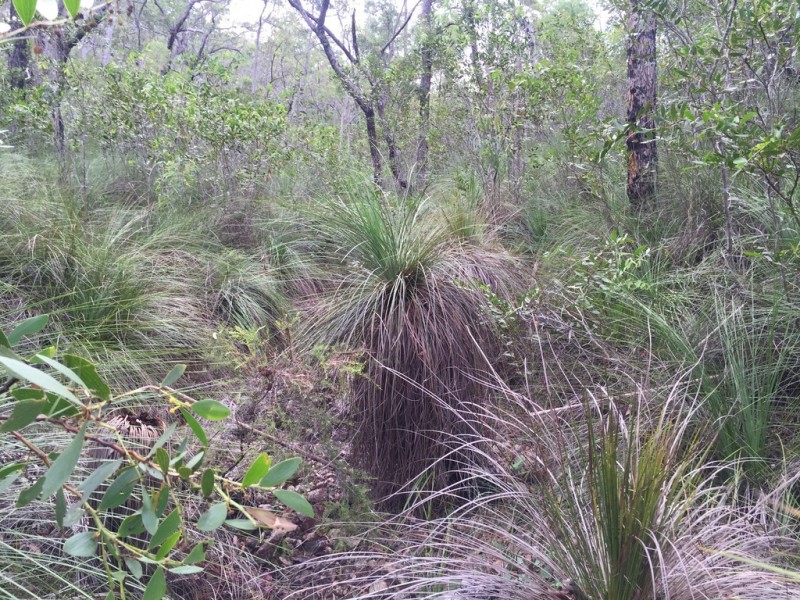 Lot 15 Dillon Road, Captain Creek QLD 4677