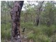 Lot 15 Dillon Road, Captain Creek QLD 4677