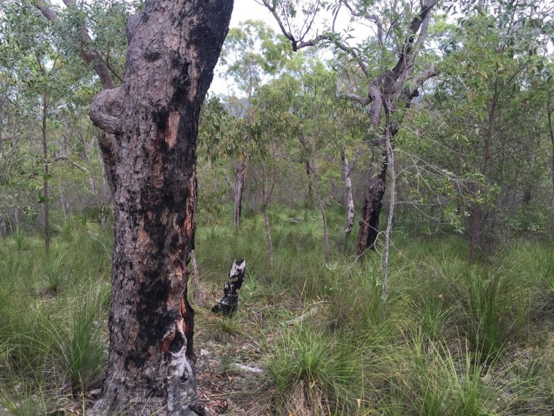 Lot 15 Dillon Road, Captain Creek QLD 4677