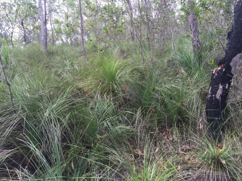 Lot 15 Dillon Road, Captain Creek QLD 4677