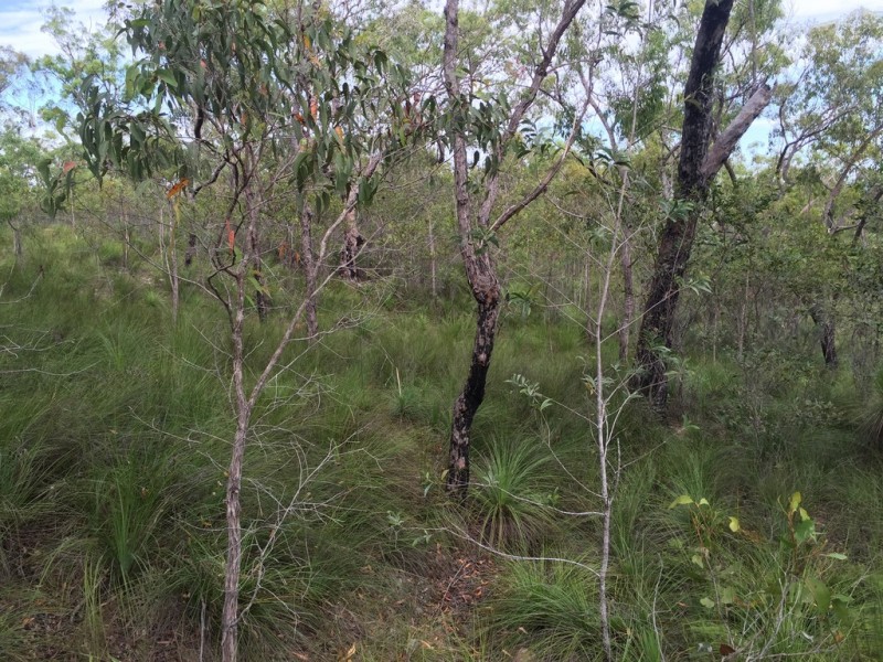 Lot 15 Dillon Road, Captain Creek QLD 4677