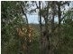 Lot 15 Dillon Road, Captain Creek QLD 4677