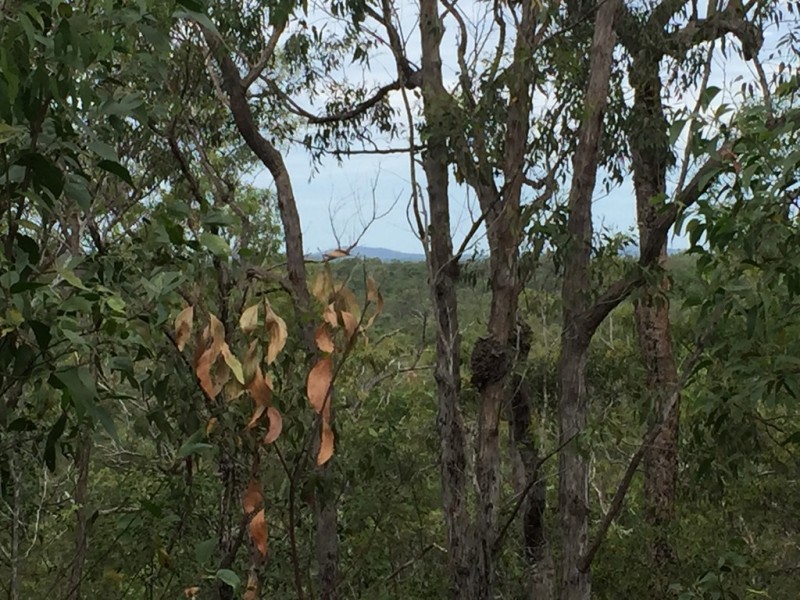 Lot 15 Dillon Road, Captain Creek QLD 4677