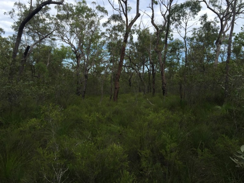 Lot 15 Dillon Road, Captain Creek QLD 4677