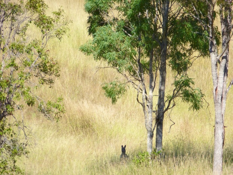 20 Lloyd Jones Road, Rosedale QLD 4674