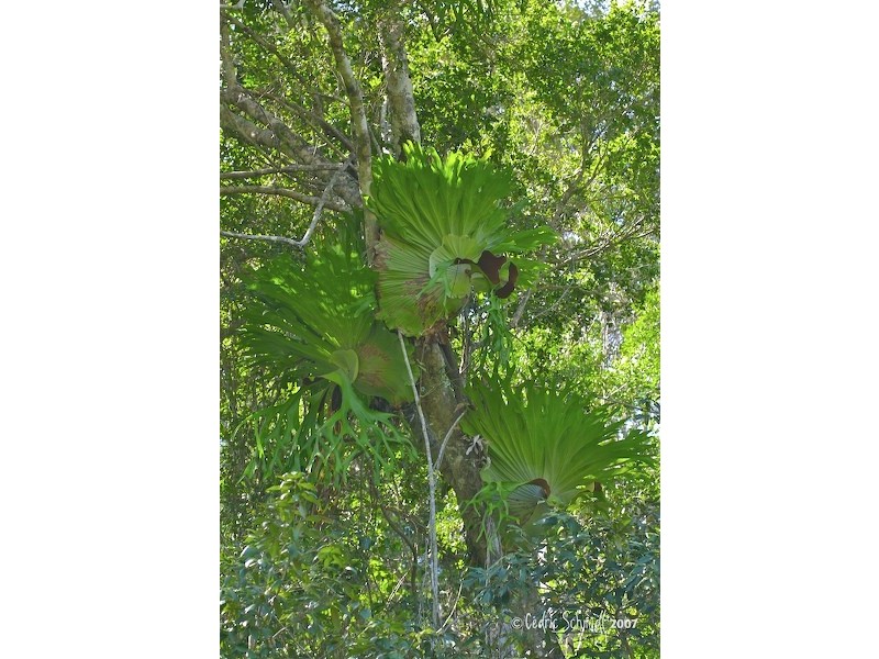 L60 Maroolingar Road, Captain Creek QLD 4677