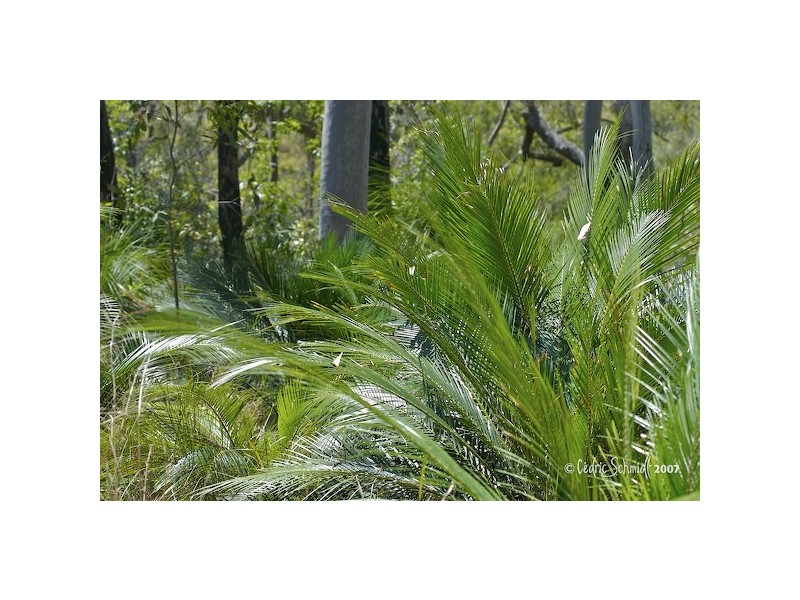 L60 Maroolingar Road, Captain Creek QLD 4677