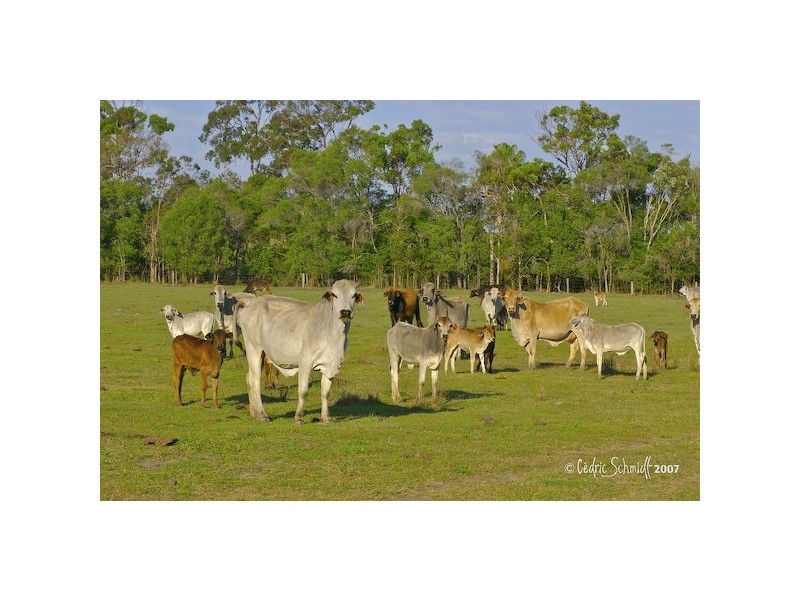 L60 Maroolingar Road, Captain Creek QLD 4677