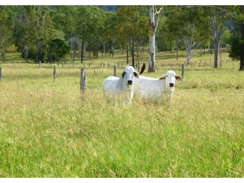 292 Forestry Road, Colosseum QLD 4677