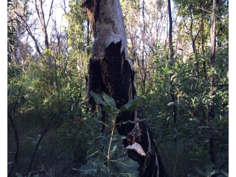 Lot L46,  Matchbox Road, Deepwater QLD 4674