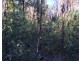 Lot L46,  Matchbox Road, Deepwater QLD 4674