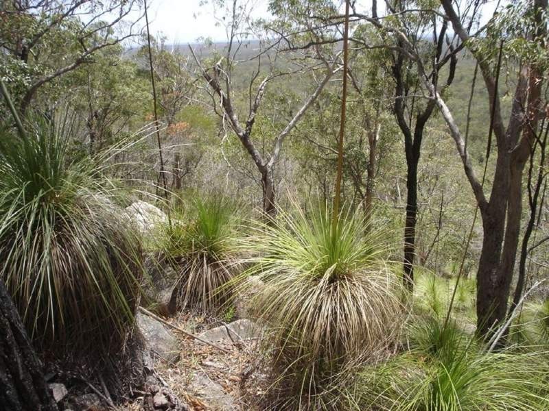 Lot 155 Capricornia Drive, Deepwater QLD 4674