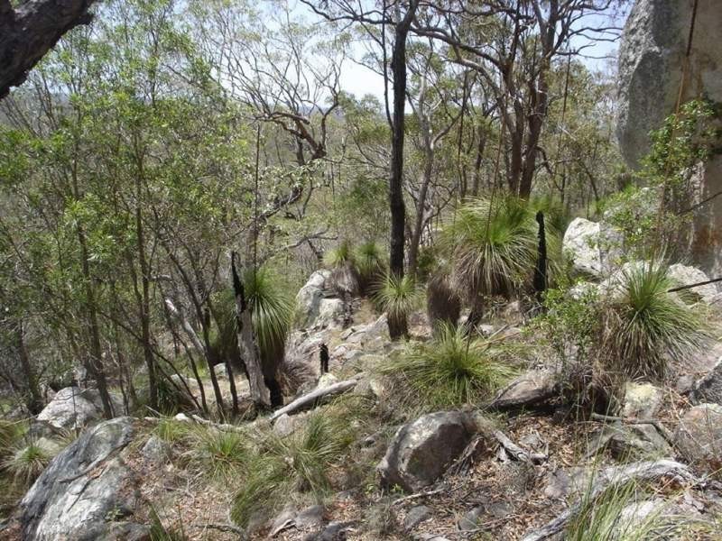 Lot 155 Capricornia Drive, Deepwater QLD 4674