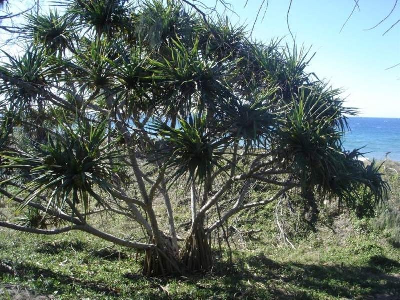 219 Kate Avenue, Deepwater QLD 4674