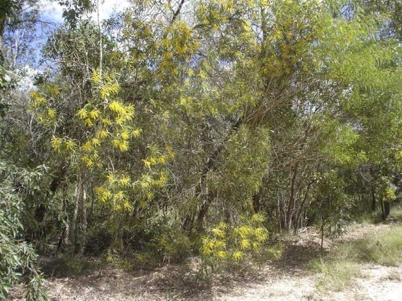 Lot 140 Capricornia Drive, Deepwater QLD 4674