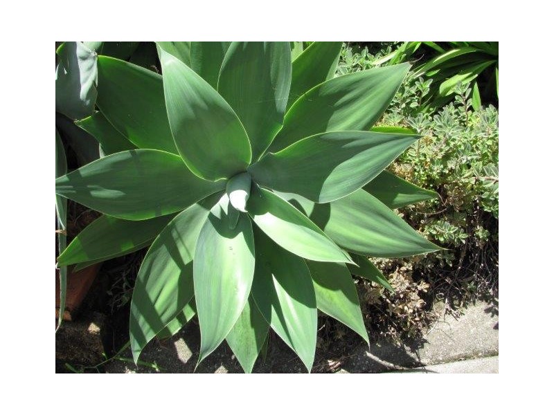 Unit 3/27 Sunlover Avenue, Agnes Water QLD 4677