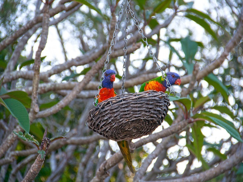 24 Bittern Court, Deception Bay QLD 4508