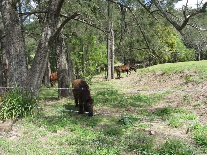 520 Cedar Creek Road, Cedar Creek QLD 4207