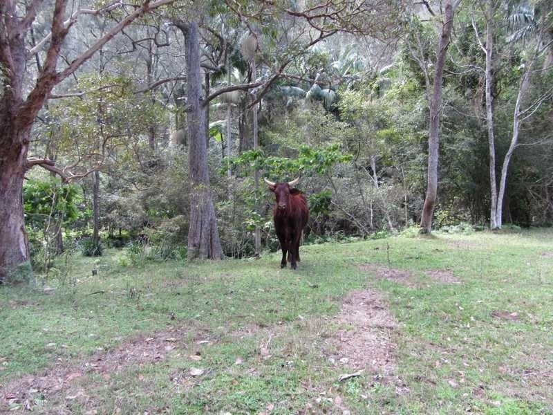 520 Cedar Creek Road, Cedar Creek QLD 4207