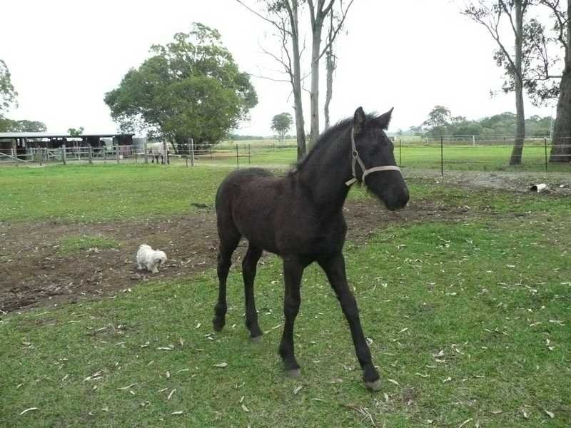 18 Faciles Road, Alberton QLD 4207