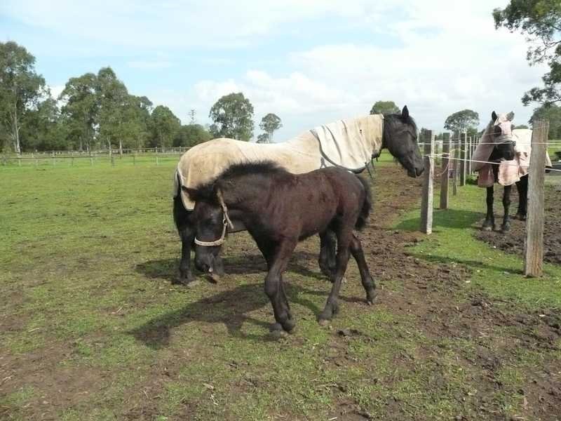 18 Faciles Road, Alberton QLD 4207