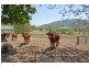 308 Cedar Creek Road, Cedar Creek QLD 4207