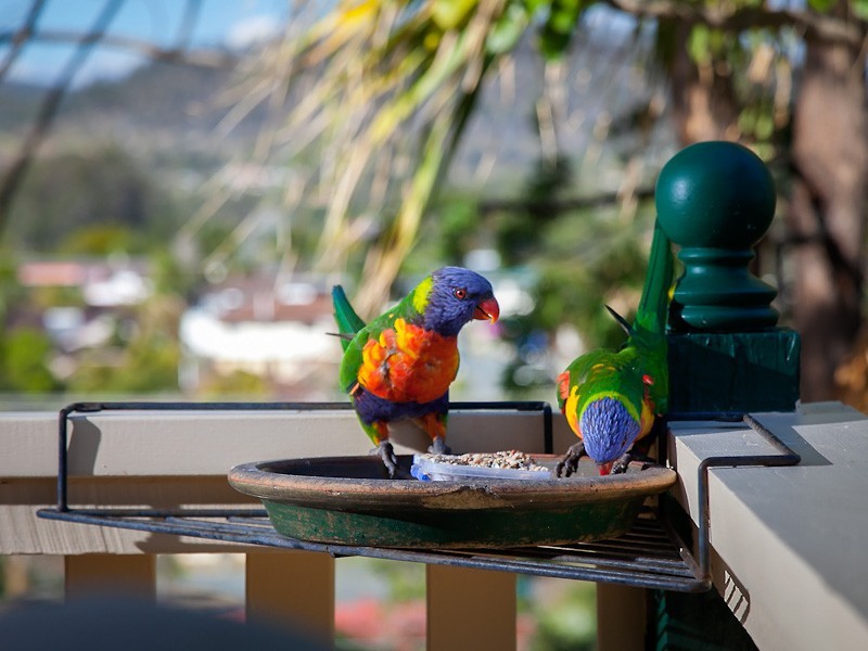 81 Narellan Street, Arana Hills QLD 4054