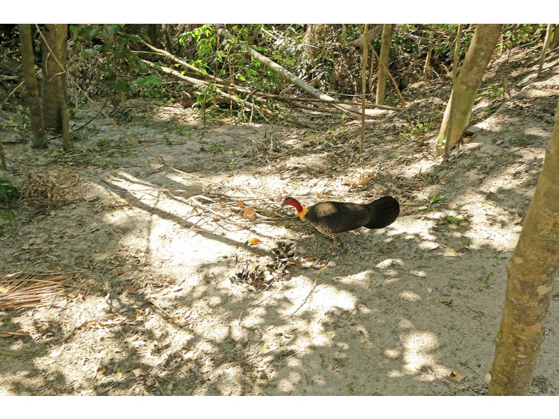 218 Yaxleys Road, Byfield QLD 4703