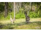 1066 Yeppoon Road, Ironpot QLD 4701
