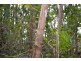 2428 Byfield Road, Byfield QLD 4703