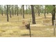 66 Dodson Lane, Cawarral QLD 4702