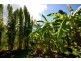 328 Sleipner Road, Mount Chalmers QLD 4702