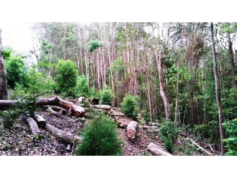57 Ballinger Road, Buderim QLD 4556