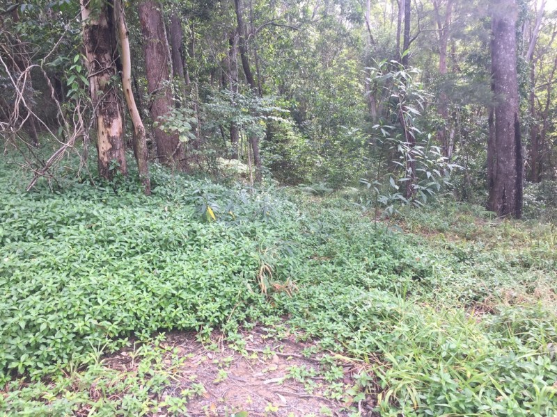 57 Ballinger Rd, Buderim QLD 4556