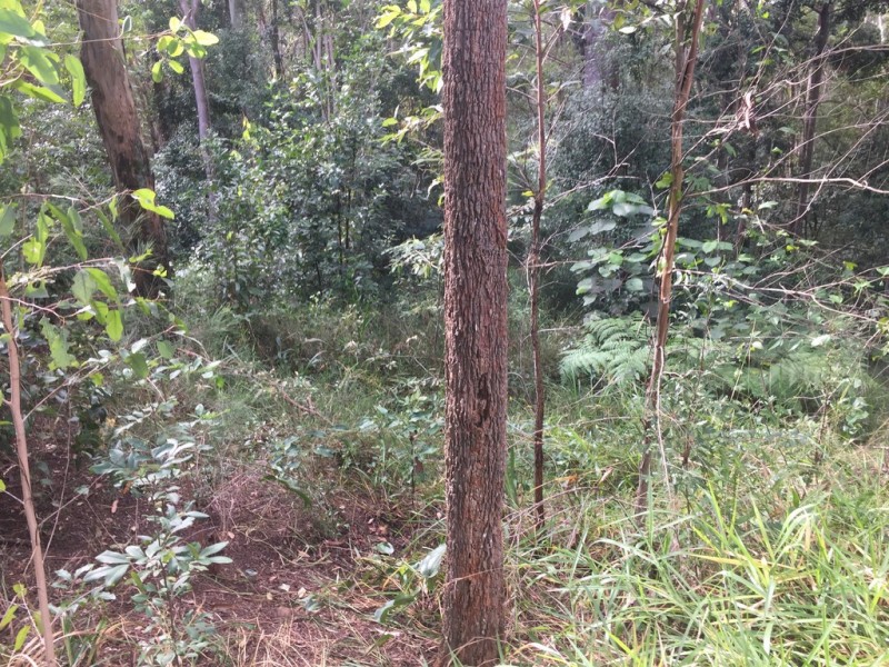 57 Ballinger Rd, Buderim QLD 4556