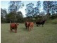 99 Simba Road, West Woombye QLD 4559