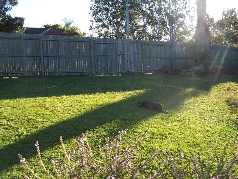 4 Morobe Crescent, Bli Bli QLD 4560