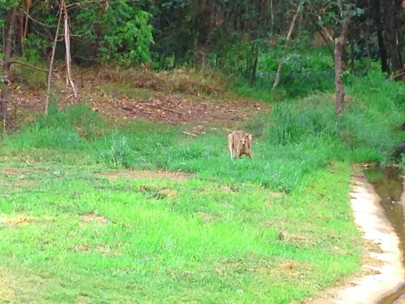 Lot 2 Lynd Court, Buderim QLD 4556