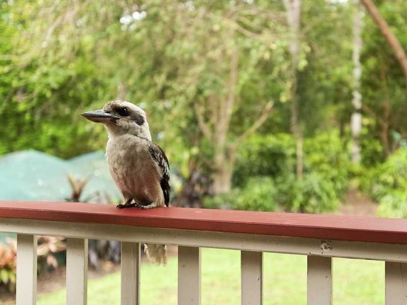 74 Myla Road, Landsborough QLD 4550