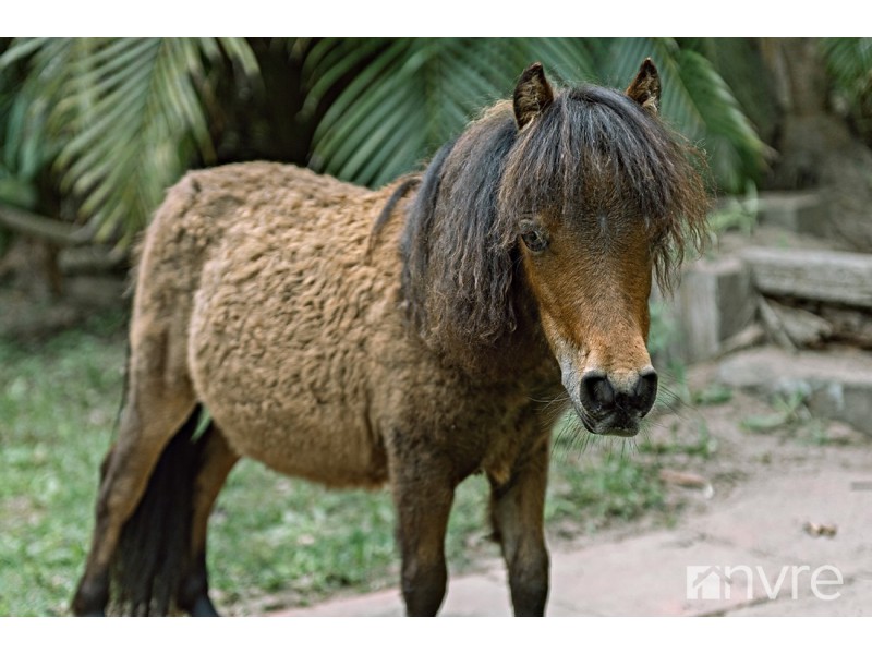 46 Bubke Crescent, Caboolture QLD 4510