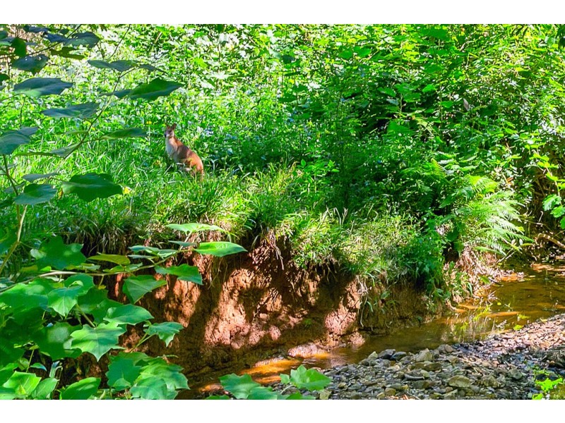 40 Williamson Drive, Kuranda QLD 4881