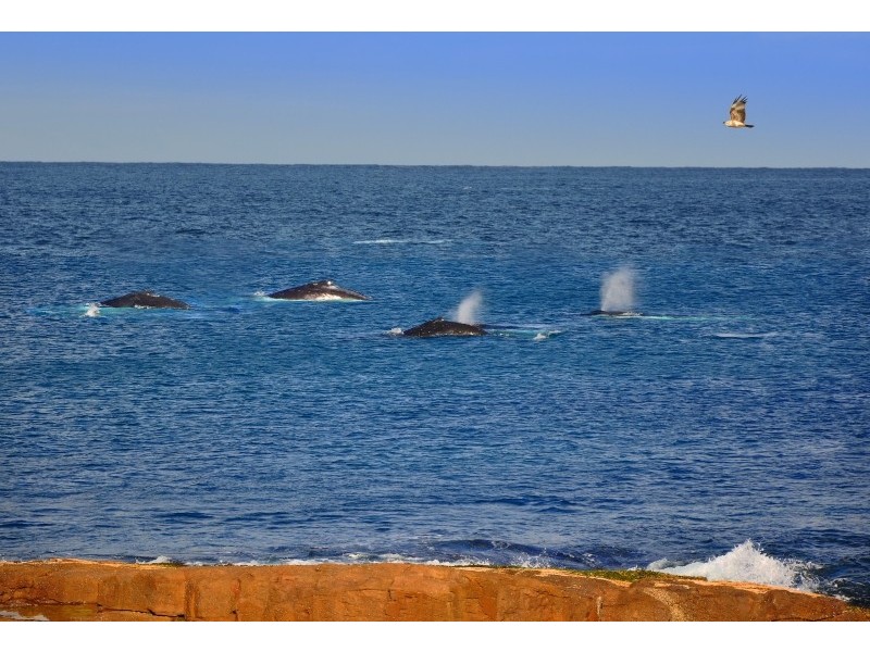 22 Pacific Street, Fishermans Bay NSW 2316