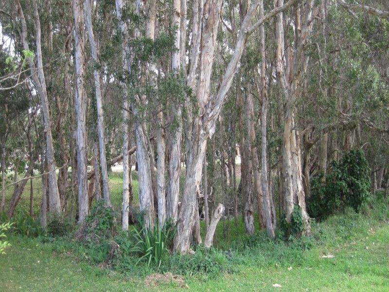 98 Horace Street, Shoal Bay NSW 2315