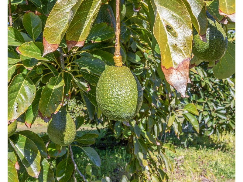 3327 Nelson Bay Rd, Bobs Farm NSW 2316