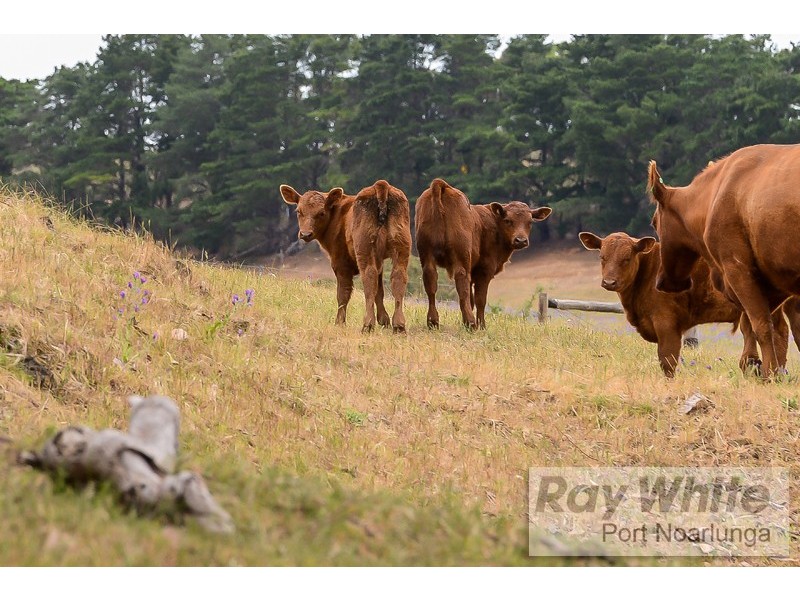 426 McLaren Flat Road, Mclaren Flat SA 5171