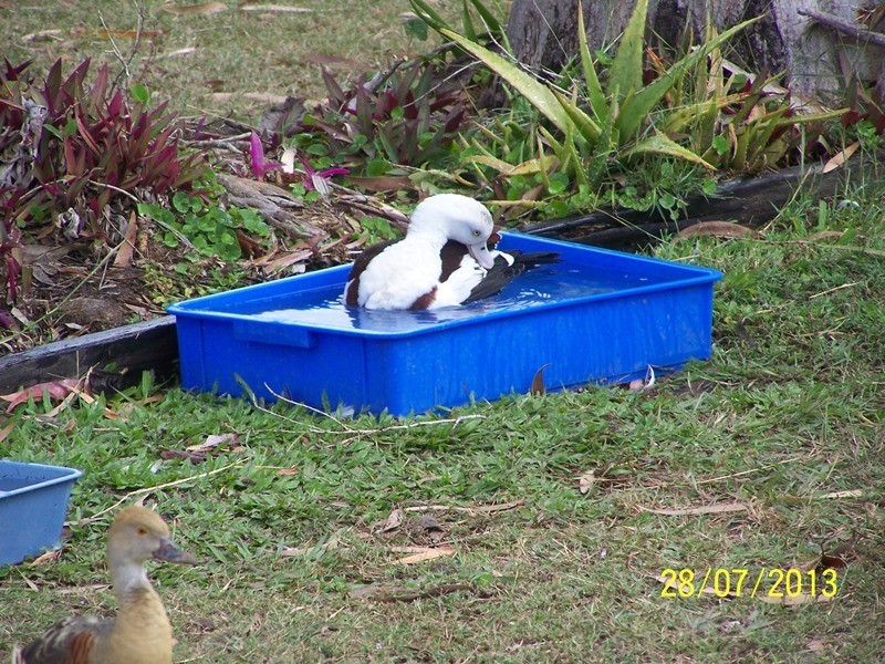 24 Murphy Street, Seaforth QLD 4741