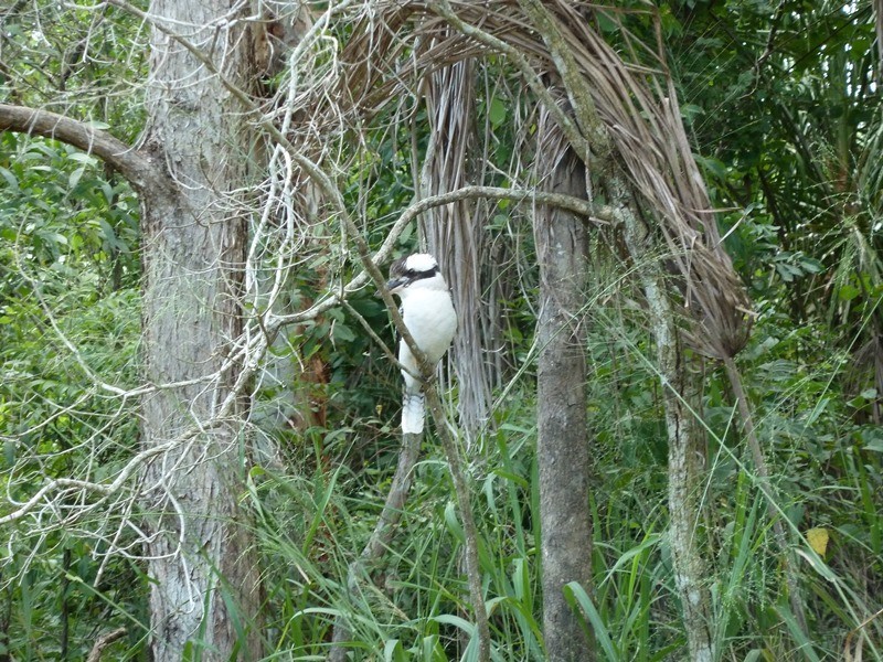 62 Kippen Dr, Ball Bay QLD 4741