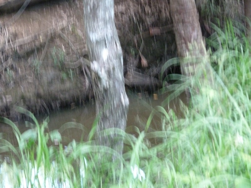 62 Kippen Dr, Ball Bay QLD 4741