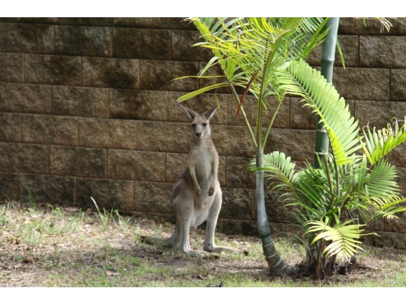 13 Stoney Ct, Tannum Sands QLD 4680