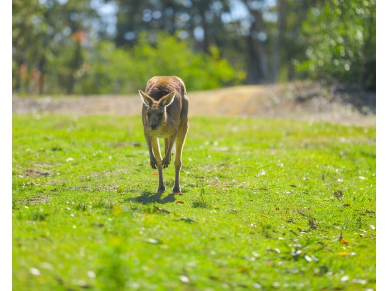 47 Lots Scarborough Street, Morisset NSW 2264